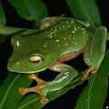 橙腹樹蛙(圖片來源：青蛙小站)