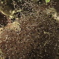 珊瑚採取集體釋放的「卵海戰術」