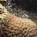 珊瑚產卵是受到潮汐、光線、溫度等因素的影響