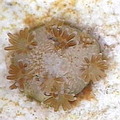 顯微鏡下的珊瑚寶寶