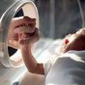 待在保溫箱中的早產兒，提早出世面對充滿毒害的世界。(照片來源: NIH)
