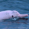 生活於台灣西海岸的中華白海豚 (攝影: 楊世主)