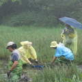 志工拔除生態池中的優勢種植物李氏禾，在泥濘中體會另一層生態意義。(照片來源:德拉‧危怒)