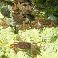 硫磺怪方蟹（圖片提供：鄭明修）