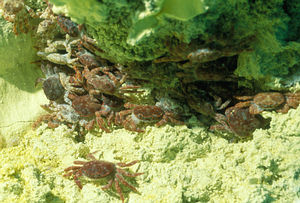 硫磺怪方蟹(圖片提供：鄭明修)