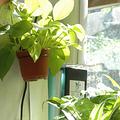 室內植物不僅能美化居家生活，更是台令人意想不到的空氣清靜機(照片來源: 環保署)