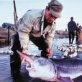 華盛頓公約組織亟欲推行鱘魚保育措施與打擊非法魚子醬貿易，然而盜捕鱘魚的數量持續攀升。（照片來源：European Union）