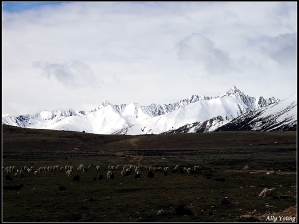 安久拉山口的羊群