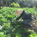 為了彌補虧損，農場內種植短期收成的蔬菜，一樣堅持有機的種植方式