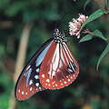 青斑蝶(圖片來源:台灣蝴蝶保育學會)