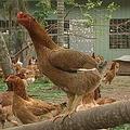 平均1隻雞有4平方公尺的活動範圍