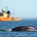 生存於俄國庫頁島旁的太平洋灰鯨正面臨日益增加的運油船的威脅。（照片來源：FOE UK）