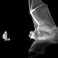 紅外線照相機所照出來的蝙蝠與蛾。（照片來源：Wake Forest）