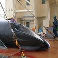 一名日本船員正在量從南海捕獲的小鬚鯨重量。(照片來源： Institute of Cetacean Researc)