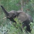 一頭棲息於森林內的尼斯納象 :: 照片來源：SANParks