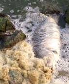 當年太湖水適宜淘米洗菜的河流湖泊，惡化成讓魚蝦絕代甚至讓居民身心受害的污水池！(圖片來源：中外對話)