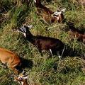 遷徙中的白耳赤羚依然蓬勃於蘇丹南部 :: 照片來源：Wildlife Conservation Society 