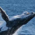 一頭座頭鯨在雪梨外海破浪而出 :: 照片來源：Bass and Flinders Cruises