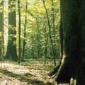 斯洛伐克的原始樹林 :: 照片來源：CSTS 