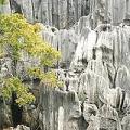 中國最有名的石林景觀 :: 照片來源：Far Horizons 