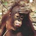 一隻被拋棄的小紅毛猩猩孤單的坐在地上。 :: 照片來源：Borneo Orang-utan Survival Foundation 