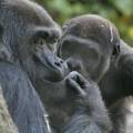 亞種克羅斯河大猩猩僅存300隻；圖片來源：GRASP。