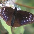 美麗的紫斑蝶；圖片來源：公共電視我們的島。