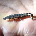山窗螢的幼蟲；圖片來源：我們的島