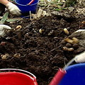 一隻隻肥碩的雞母蟲在土壤裡鑽動