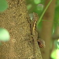 攀木蜥蜴，學名叫斯文豪氏攀蜥