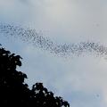 蝙蝠群傾巢而出 :: 照片來源：徐昭龍