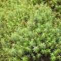 綠地毯的苔蘚類植物