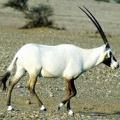 盜獵使得阿拉伯非洲大羚羊正消失；圖片來源：UNESCO。