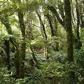 紐西蘭公有土地上的雨林。