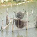 海水貯水池旁的竹筏港溪內設有定置網。