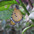 剛羽化的樺斑蝶