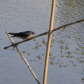農場的溼地區甫完成蓄水之際，傍晚總有成群的「家燕」和「洋燕」飛到水域上方覓食。
