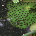 貢德氏赤蛙在潘潘池留下的卵粒