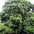 烏來柯獨立的樹形呈圓形冠幅狀。