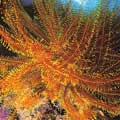 巨枝鹿角珊瑚（攝影：羅文德）