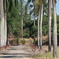 高大的椰子樹作為行道樹，是溫帶地區民族對南國的想像