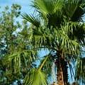 棕櫚樹（圖片來源: FreeFoto）