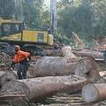 澳洲東南部島民不顧政府命令和示威，持續砍伐森林。圖片來源：Tasmedia