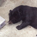 一動不動的台灣黑熊 :: 攝影：溫于璇