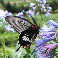 蝴蝶是生活周遭生態品質的指標之一。（攝影：Pietro）