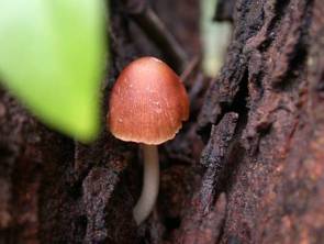 我喜歡在雨中，撐著傘走到公園，尋訪大自然的小雨傘。這次我遇上躲在樹木胳臂上有綠葉相伴的小雨傘。