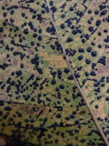 微觀一片菩提樹的落葉，不知名的黴菌（分解者）在你身上留下一幅美麗的紋路。