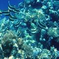 密克隆尼西亞的珊瑚礁(圖片來源:NOAA)