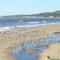 加州海灘上的海鷗(圖片來源:ENS)  