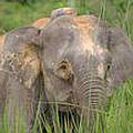 婆羅侏儒象(圖片來源：WWF)